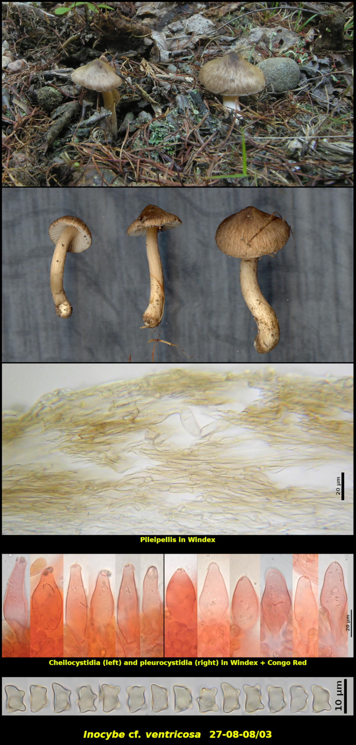 Picture of Inocybe cf. ventricosa 27-08-08/03